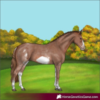 Horse Color:White Spotted Chestnut Sabino Frame 