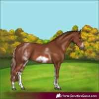 Horse Color:White Spotted Chestnut Sabino Frame 