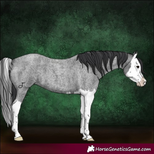 Horse Color:Blue Roan Splash