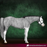 Horse Color:Blue Roan Splash