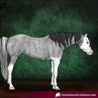 Horse Color:Blue Roan Splash 