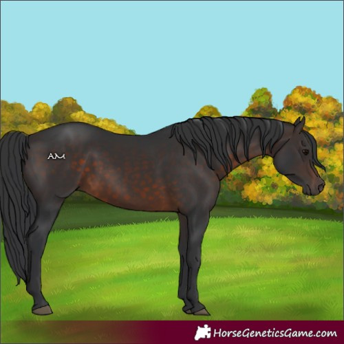 Horse Color:Brown 