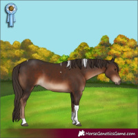 Horse Color:Liver Chestnut Tobiano 