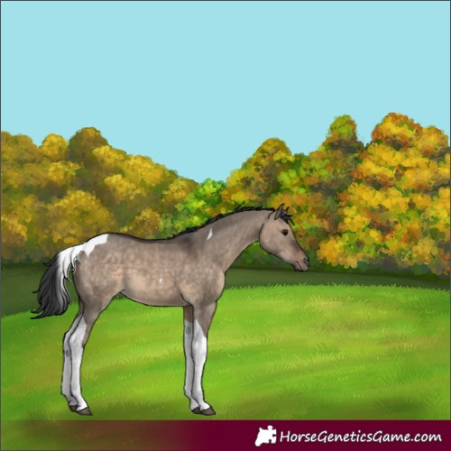 Horse Color:Brown Dun Tobiano 