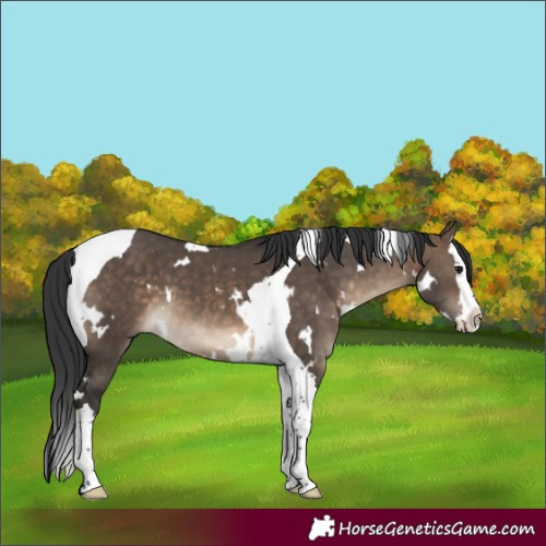 Horse Color:White Spotted Brown Dun Splash Tobiano 