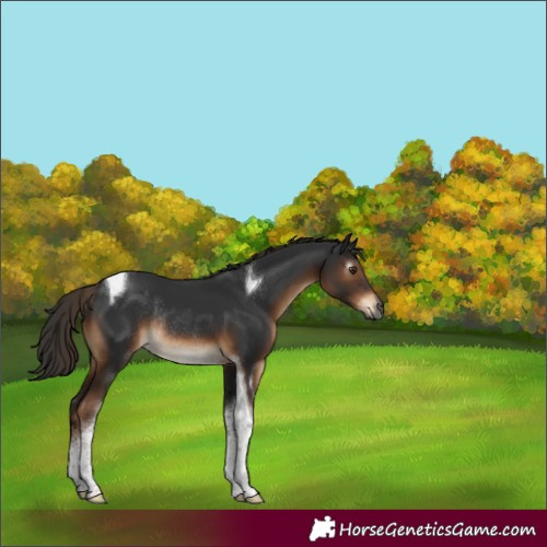Horse Color:Gray Liver Chestnut Tobiano Rabicano 