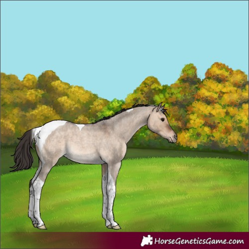 Horse Color:Bay Roan Dun Tobiano Rabicano
