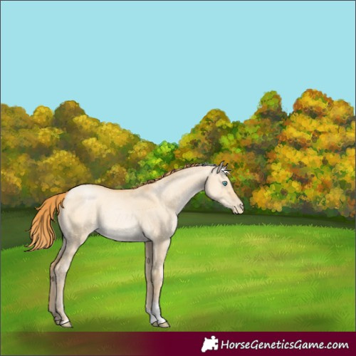 Horse Color:Buckskin Pearl Dun Tobiano Rabicano