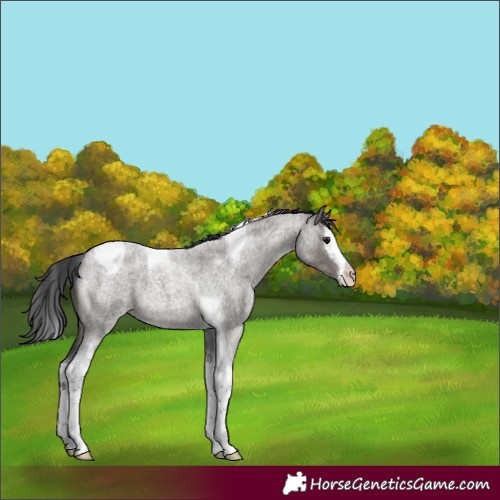 Horse Color:Grullo Roan Splash Tobiano Appaloosa
