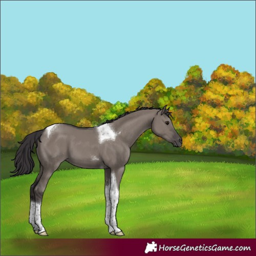 Horse Color:Smoky Grullo Tobiano