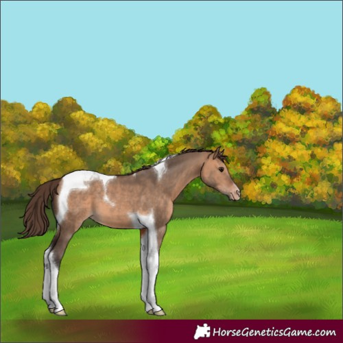 Horse Color:Bay Dun Tobiano Appaloosa