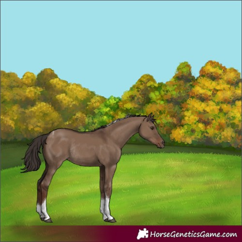 Horse Color:Liver Red Dun Tobiano Rabicano
