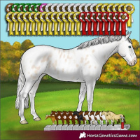 Horse Color:Silver Smoky Creme Tobiano Frame Appaloosa Rabicano 