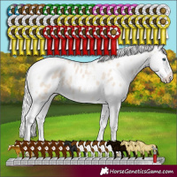 Horse Color:Silver Smoky Creme Tobiano Frame Appaloosa Rabicano