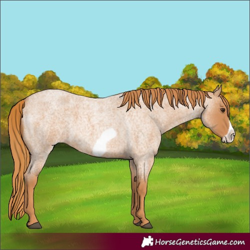 Horse Color:Red Roan Frame 