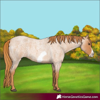 Horse Color:Red Roan Frame 