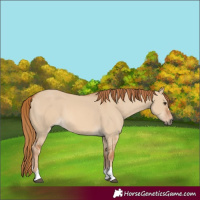 Horse Color:Red Dun 