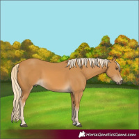Horse Color:Palomino 