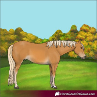 Horse Color:Palomino 