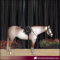 Horse Color:Gray Chestnut 