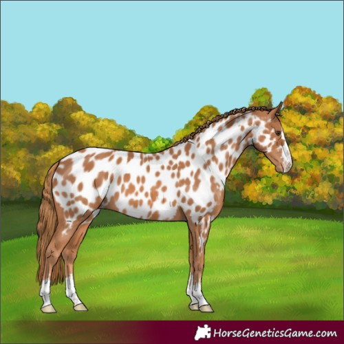 Horse Color:Chestnut Appaloosa 