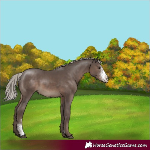 Horse Color:Silver Black Sabino Rabicano 