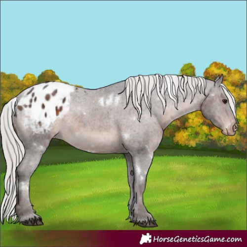 Horse Color:White Spotted Silver Brown Varnish Rabicano 