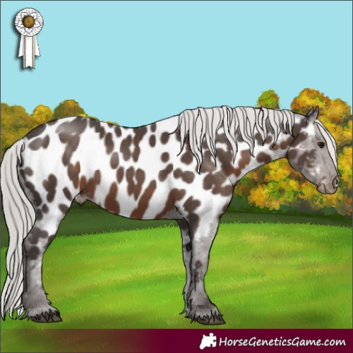 Horse Color:Silver Black Sabino Appaloosa Rabicano 