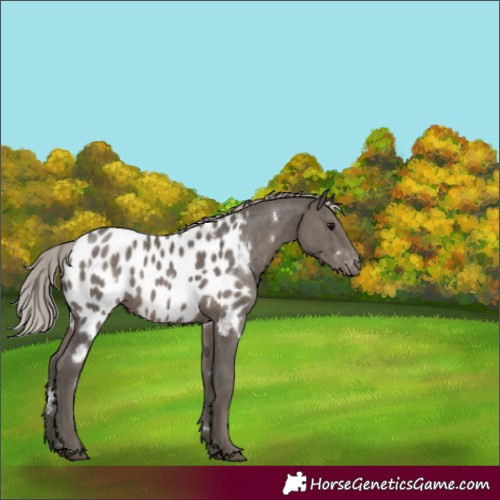 Horse Color:White Spotted Silver Black Appaloosa Rabicano 