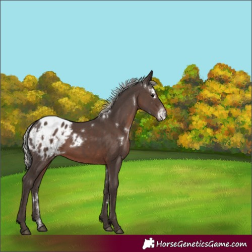 Horse Color:White Spotted Silver Black Appaloosa Rabicano 