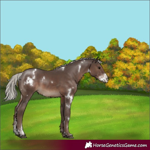 Horse Color:White Spotted Silver Black Sabino Rabicano 