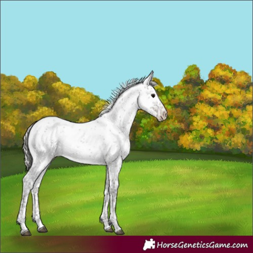 Horse Color:Silver Black Sabino Appaloosa Rabicano 