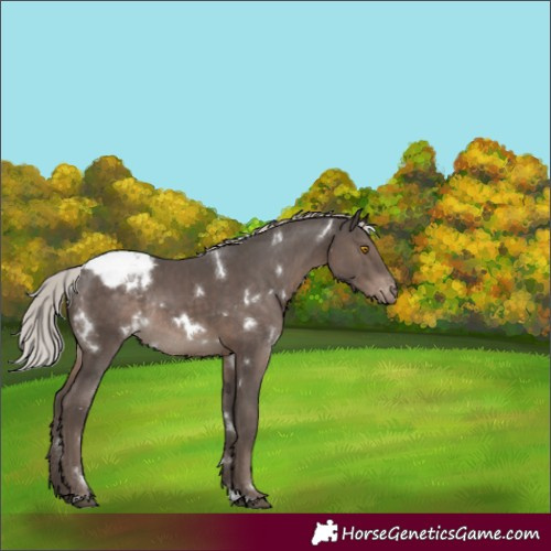 Horse Color:White Spotted Silver Black Appaloosa Rabicano 