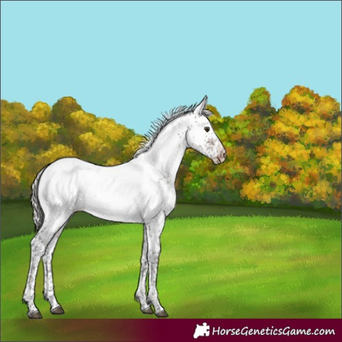 Horse Color:Silver Brown Sabino Appaloosa Rabicano 