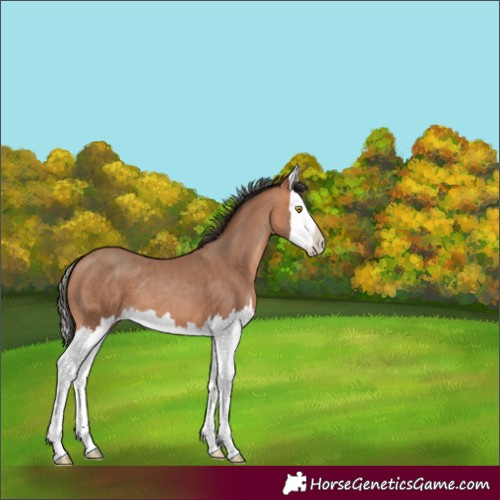 Horse Color:Amber Champagne Splash 