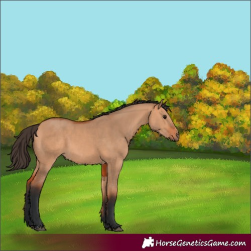 Horse Color:Bay Dun 