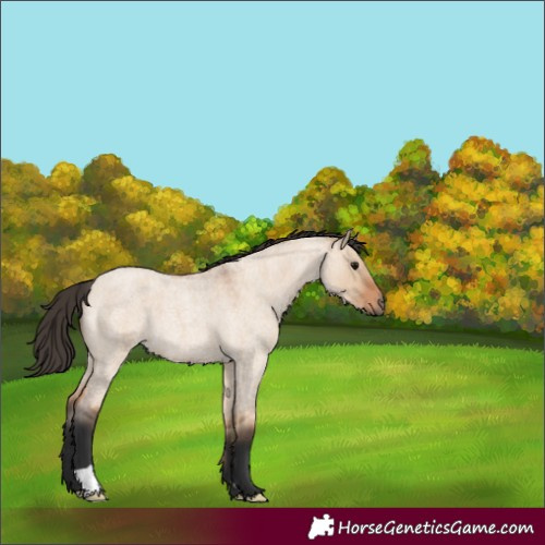 Horse Color:Bay Roan Dun 
