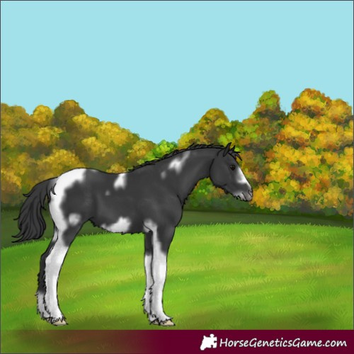 Horse Color:Black Tobiano Frame 