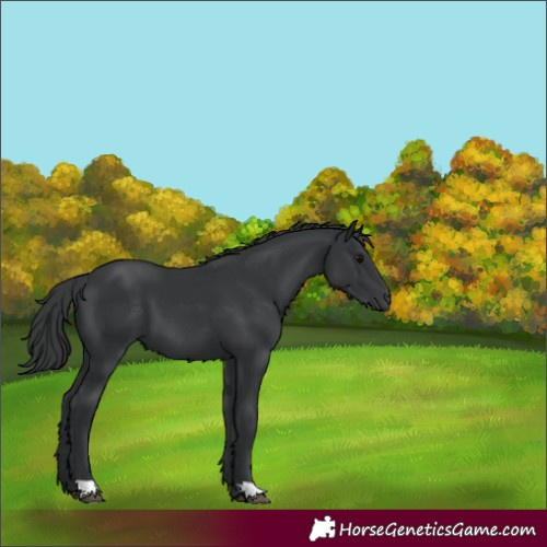 Horse Color:Black 
