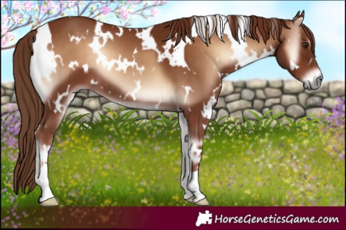 Horse Color:White Spotted Red Onyx 