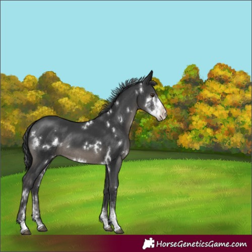 Horse Color:White Spotted Black Sabino Rabicano 