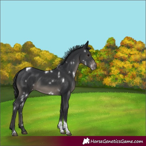 Horse Color:White Spotted Black Tobiano Varnish 
