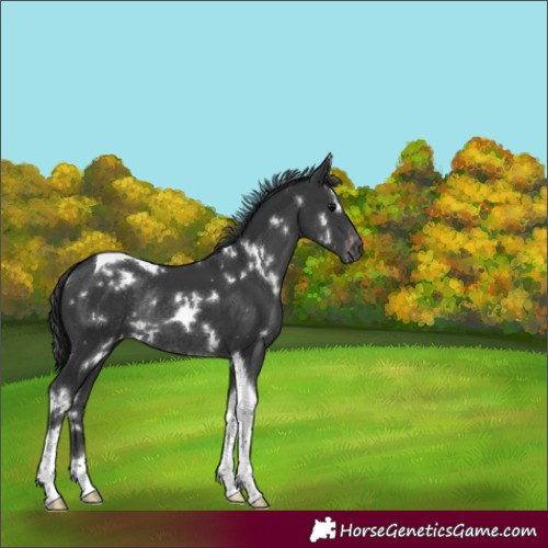 Horse Color:White Spotted Black Tobiano Varnish Rabicano 