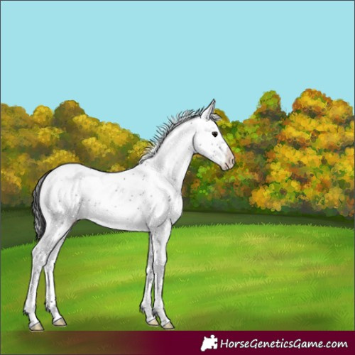 Horse Color:Black Sabino Appaloosa Rabicano 