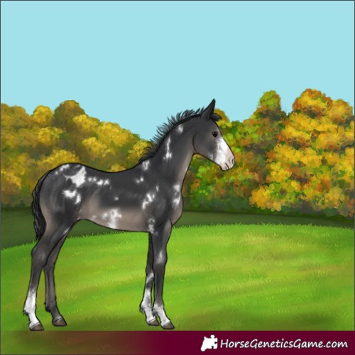 Horse Color:White Spotted Black Sabino Varnish 