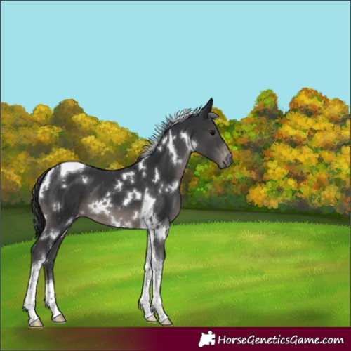 Horse Color:White Spotted Black Tobiano Varnish 