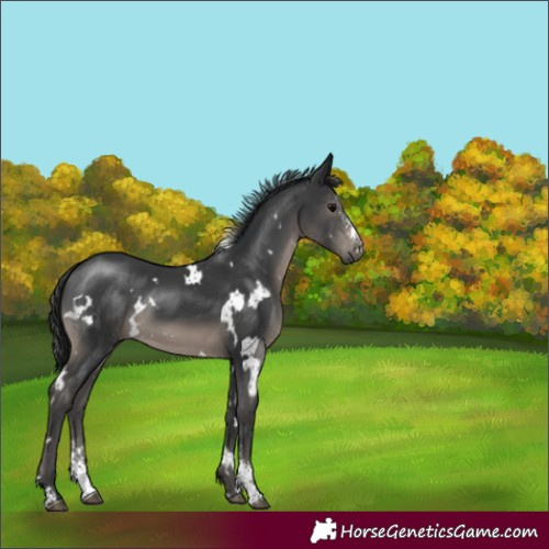 Horse Color:White Spotted Black Sabino Rabicano 