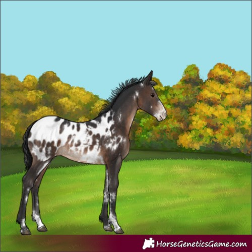 Horse Color:White Spotted Brown Sabino Appaloosa Rabicano 