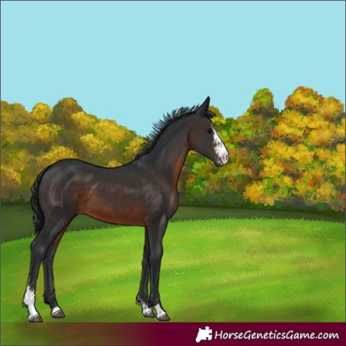 Horse Color:Brown Sabino 