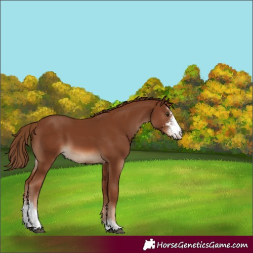 Horse Color:Chestnut Sabino 